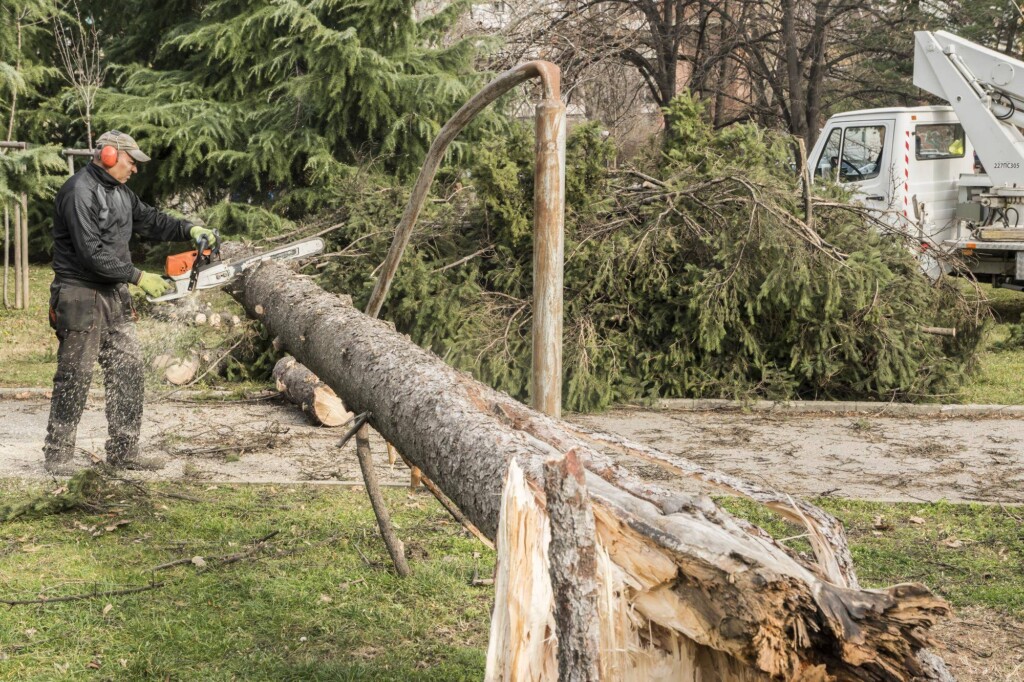 Czy można wyciąć drzewa na własnej działce bez pozwolenia?
